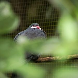 White-throated Pigeon (Columba vitiensis vitiensis)