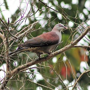 Mountain Imperial Pigeon (Ducula badia badia)