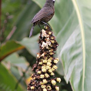 Greater Sulawesi Honeyeater (Myza sarasinorum chionogenys)