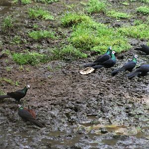 Sulawesi Black Pigeons (Turacoena manadensis)