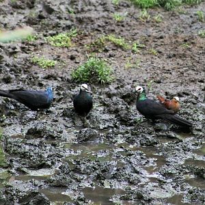 Sulawesi Black Pigeons and Brown Cuckoo-Dove