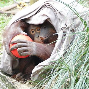 Bornean orangutans, January 2019