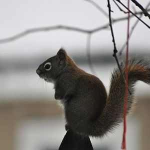American Red Squirrel - Alaska