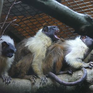 Pied tamarins, January 2019