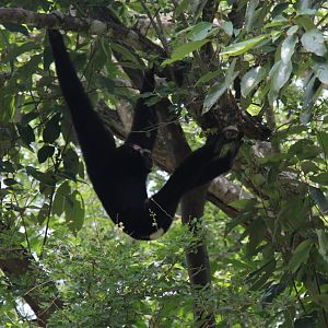 Wild Gibbon 2018- Species ID?