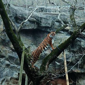 South China tiger on tree