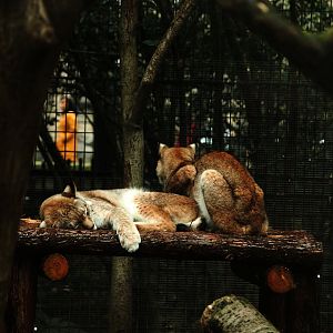Lynx watching the passing visitors