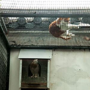 Grey-faced buzzard and feral cat