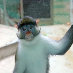 Unnamed variant of Yellow-nosed red-tailed monkey