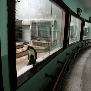 Inrerior of one of the Monkey Houses