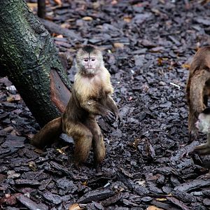 Weeper capuchins digging around the enclosure