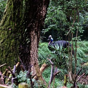 Cassowary exhibit