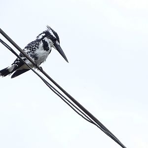 Pied kingfisher