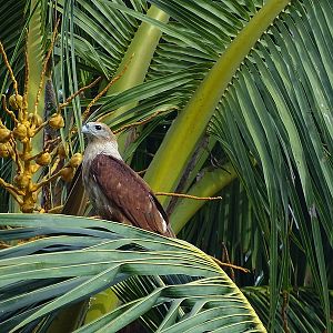 Brahminy Kite