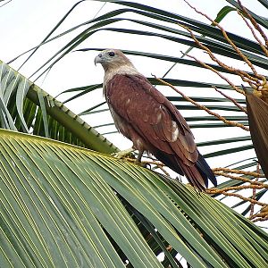 Brahminy Kite