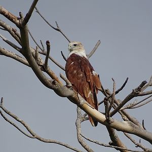 Brahminy Kite