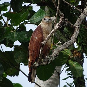 Brahminy Kite