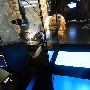 Tardigrade display at Micropia