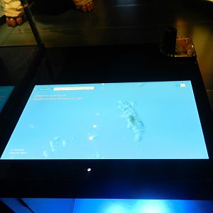 Tardigrade on screen at Micropia