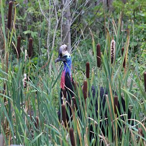 Southern Cassowary