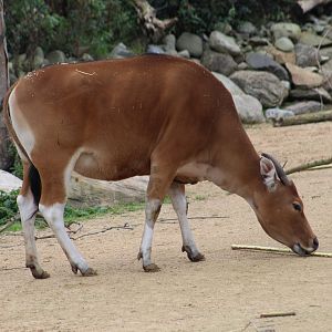 Javan Banteng