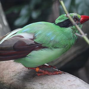 Javan Green-Magpie
