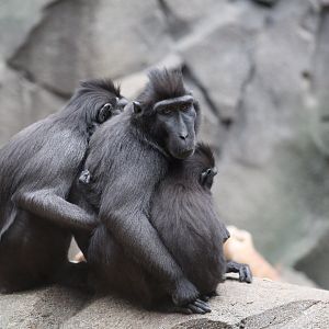 Sulawesi Crested Macaques