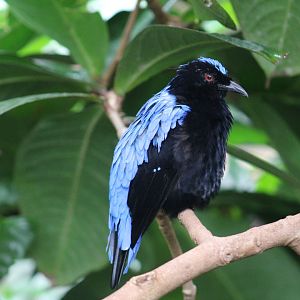Asian Fairy-Bluebird