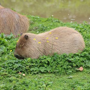 Capybara