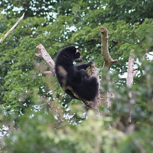 Andean Bear Cub