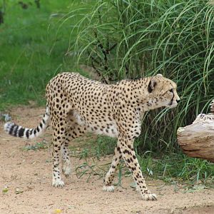 Sudan Cheetah