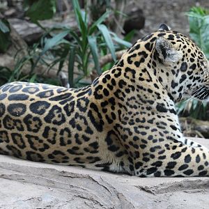 Jaguar