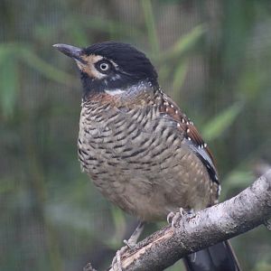Sichuan Spotted Laughingthrush