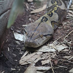 Reticulated Python