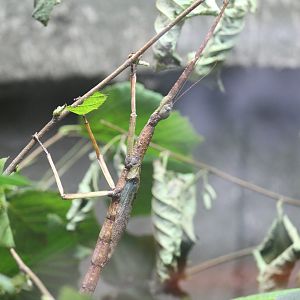 Papuan Giant Winged Walkingstick