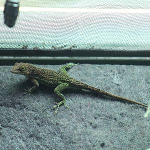 Barbuda Bank Tree Anole