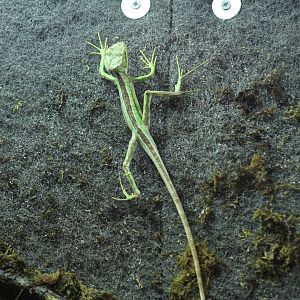 Serrated Casque-Headed Lizard
