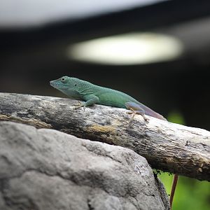 Jamaican Anole