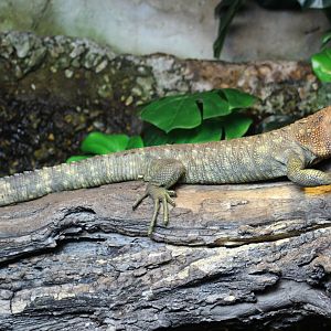 Northern Caiman Lizard