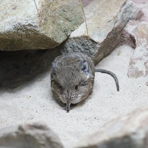 Short-Eared Elephant-Shrew