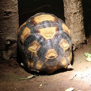Ploughshare Tortoise