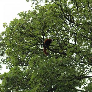 Red Panda