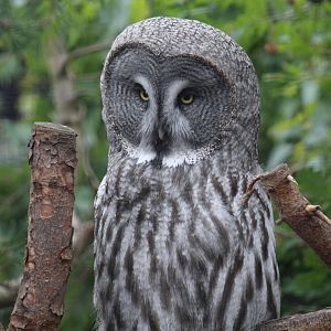 Great Grey Owl