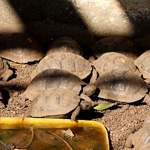 young galapagos tortoises- February 2012