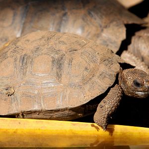 young galapagos tortoises- February 2012