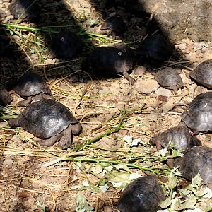young galapagos tortoises- February 2012