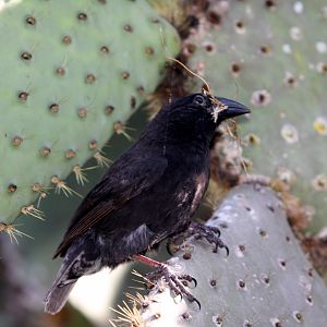 wild finch- February 2012