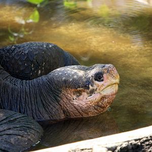 Pinta Island tortoise (Chelonoidis abingdonii)- February 2012
