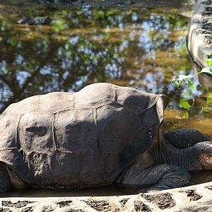 Pinta Island tortoise (Chelonoidis abingdonii)- February 2012