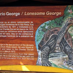 Pinta Island tortoise (Chelonoidis abingdonii) sign- February 2012